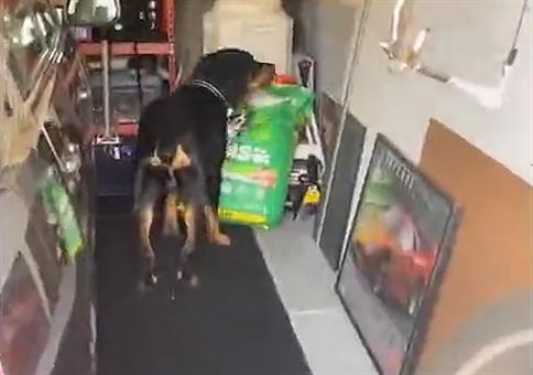 Den Hund beim Naschen erwischt