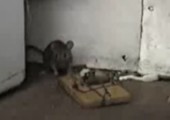 Maus in der Mausefalle