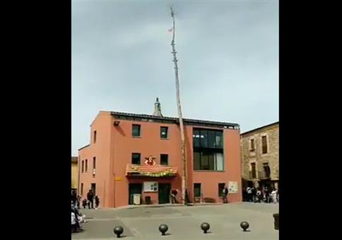 Angetäuscht beim Baumfällen