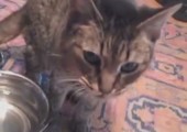 Merkwürdiges Trinkverhalten einer Katze