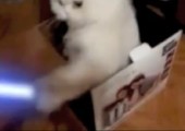 Katze in der Box mit Laserschwert