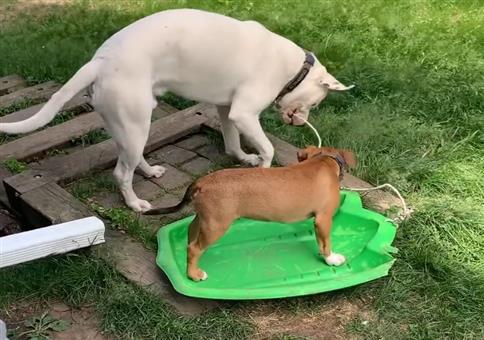 Wenn Schlittenhunde zu Hause trainieren