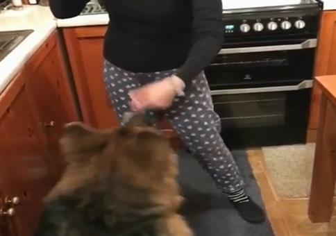 Schäferhund kann tolle Tricks