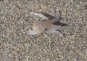 Baby Octopus beim Strandspaziergang