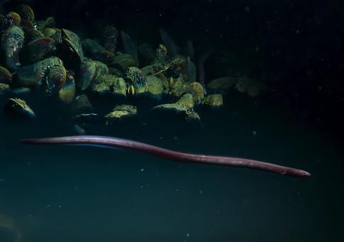 Aal erleidet toxischen Schock im Sole Pool