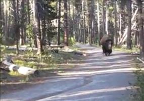 Da kommt ein Bison den Weg entlang