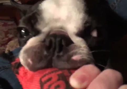 Wenn dein Hund wie ein Minimoped klingt