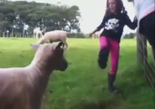 Schaf vs. Mädchen