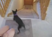 Hund mit lustigen Treppengang