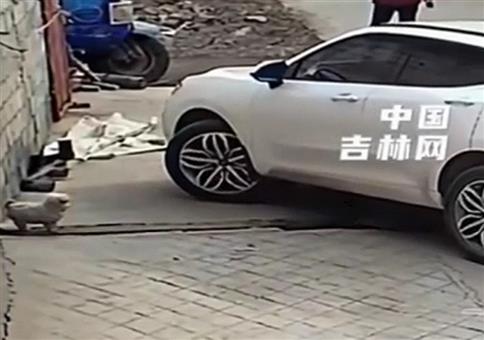 Vorsicht! Nicht den süßen Hund überfahren