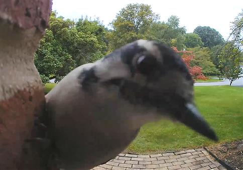 Wenn der Specht klingelt