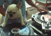 Der DJ Hund - Scratch
