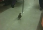 Taube nimmt die U-Bahn