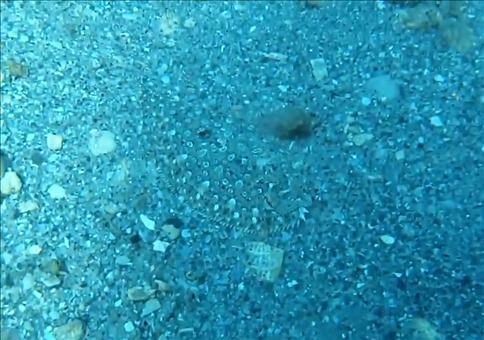 Na wo ist der Fisch?