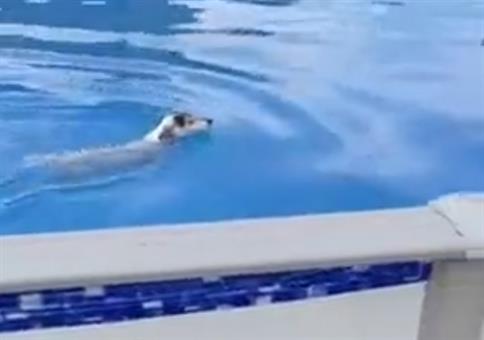 Wie kommt der Hund da aus dem Pool raus?