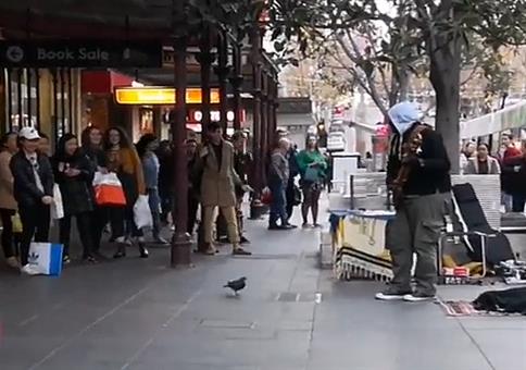 Einbeintaube am Tanzen