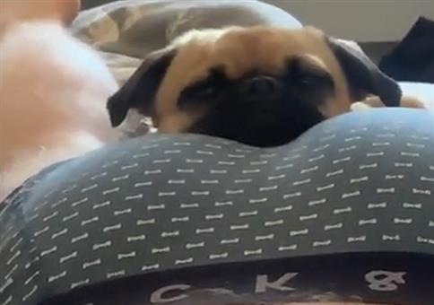 Hund pennt auf Arsch als plötzlich....