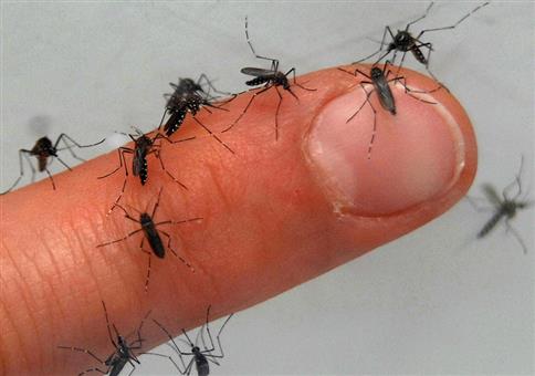 Bayern bekämpft die Mückenplage