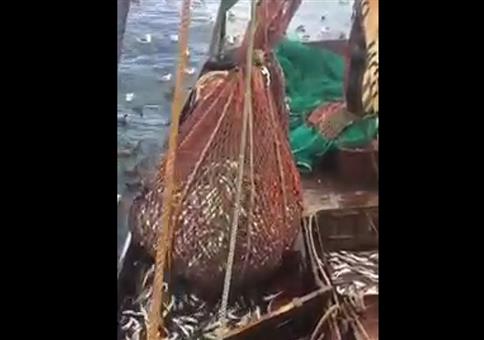 Richtig dicker Fang im Netz