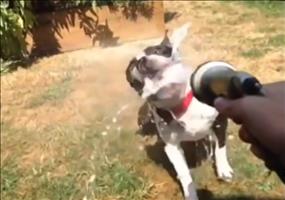 Lustige Tierclips Compilation