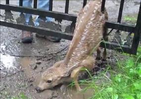 Kleines Reh steckt fest