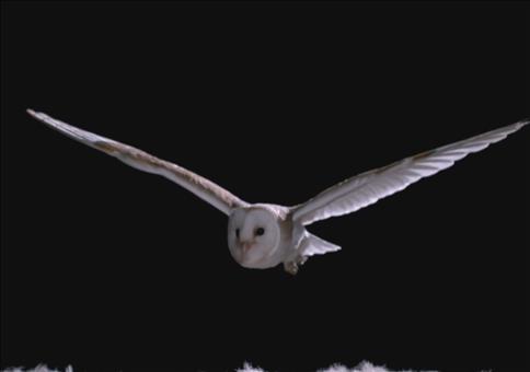 Wie schaffen es Eulen so leise zu fliegen
