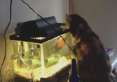 Katze vs. Aquariumfisch