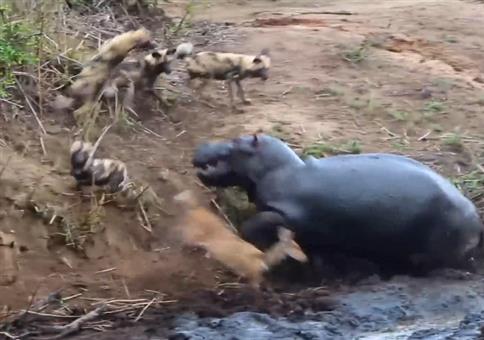 Nilpferd rettet Reh vor Hyänen