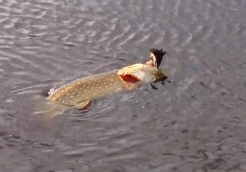 Hecht schnappt sich Haubentaucher