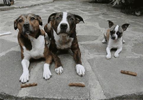 Hornoxe.com - Gifdump #284 - Animierter Picdump