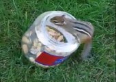 Chipmunk Magic