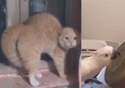 What is love der Tiere