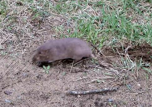 Erhörnchen buddelt ein Loch