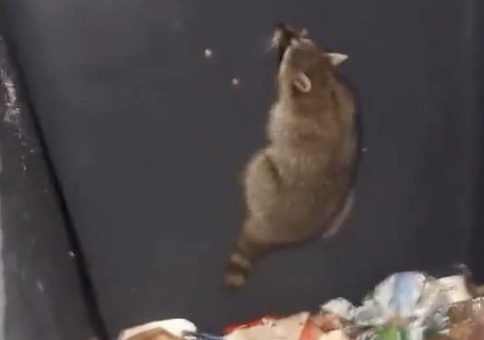 Dem Waschbär aus der Mülltonne helfen