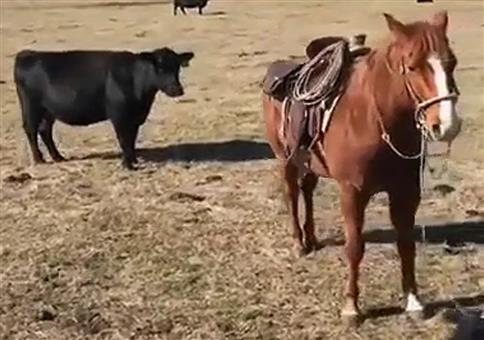 Der Pferde-Bodyguard