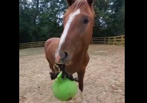 Hey Pferd! Schmeiß mal den Ball rüber!