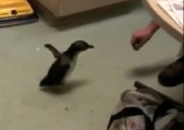 Pinguin kitzeln