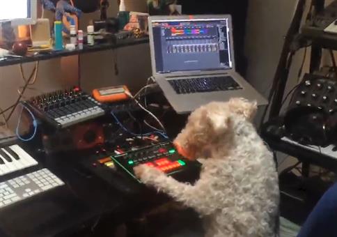 Mein Hund am Mischpult