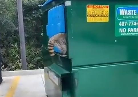Die Waschbärenbande im Müllcontainer