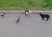Zwei Krähen und eine Katze gegen eine Katze
