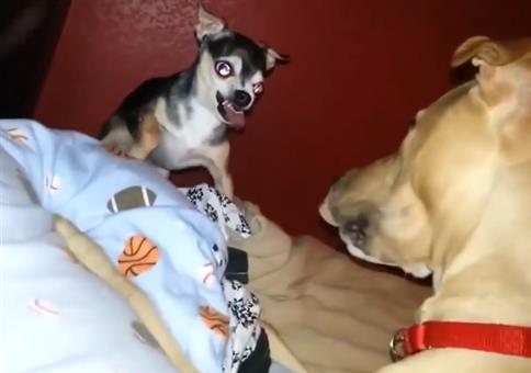 Das kleine Großmaul Chihuahua