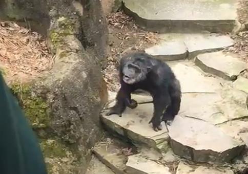 Affe im Zoo begrüßt die Oma