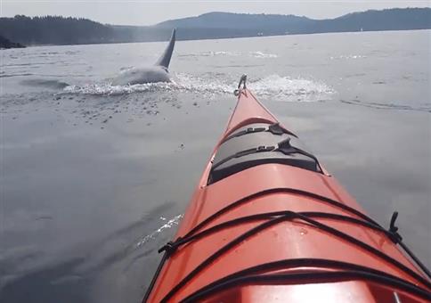 Den Killerwalen so nah