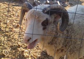 Schaf im Stimmbruch