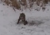 Luchs aus Falle befreien
