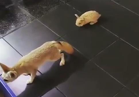 Wenn sich das Killerkaninchen von hinten nähert