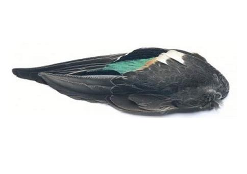 Verstörend: Entenflügel