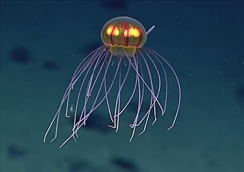 Faszinierende Qualle in der Tiefsee