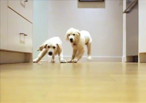 Hunden rennen zu ihrem Futter - Timelapse Style
