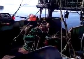 Störe nie eine Robbe beim Fressen!